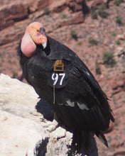 Load image into Gallery viewer, Miss 97 # 1