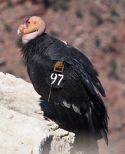 Load image into Gallery viewer, Miss 97 #3