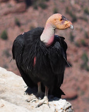 Load image into Gallery viewer, Miss 97 #2